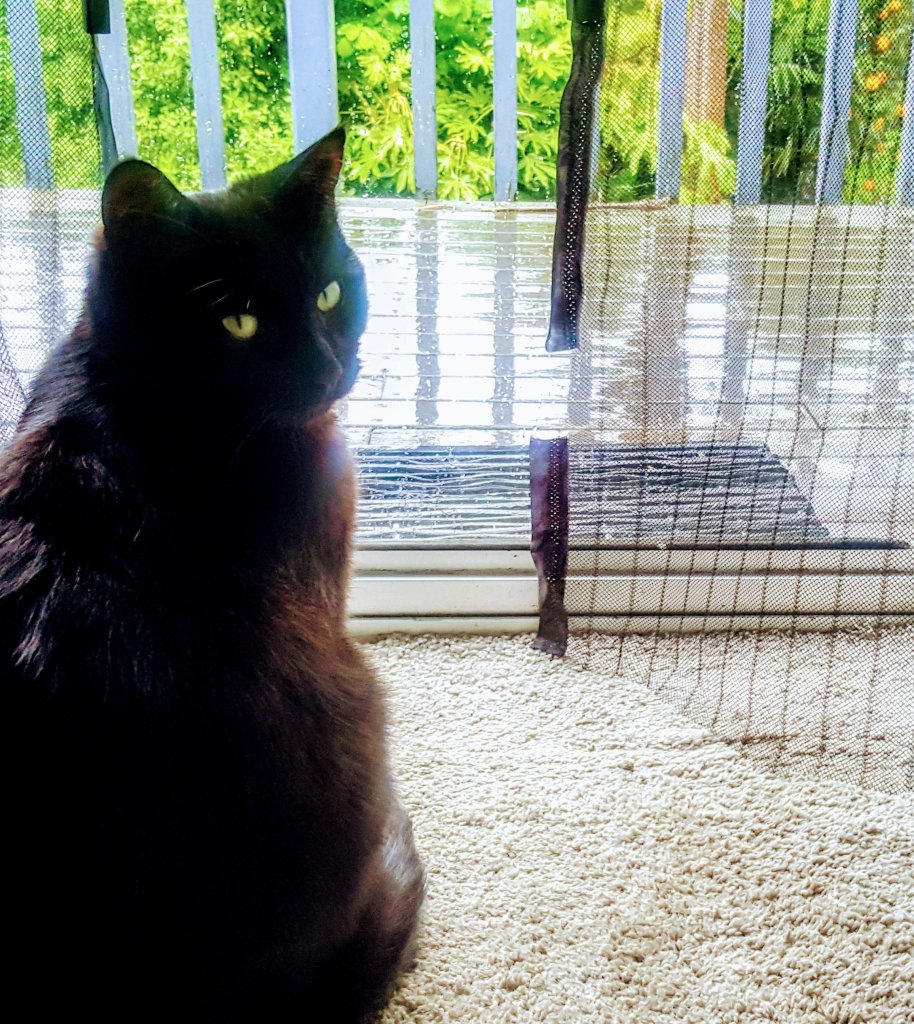 Rain rain go away meow&nbsp;meow