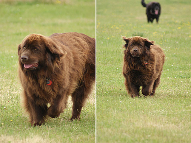 Newfoundland dogs make dash for photo&nbsp;lady