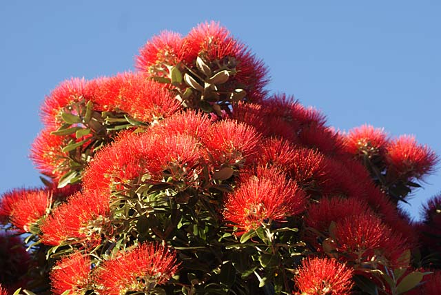Rata or Pohutukawa?