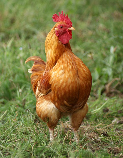 Proud Rooster