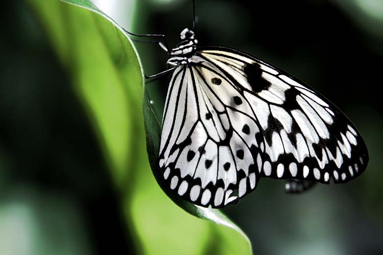 Close-up of a black and white butterfly resting on a green leaf.