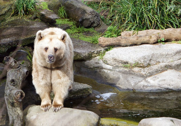 A brown bear standing near a rocky area with greenery in the background.