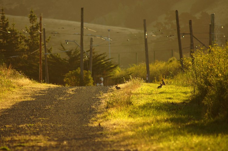 A dirt path leading through a park with tall grass and a few rabbits visible in the foreground, surrounded by trees and distant figures in the background, during a warm evening light.