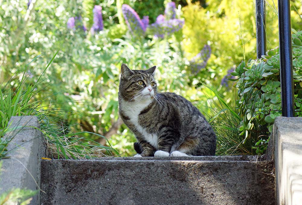 A neighbourhood cat