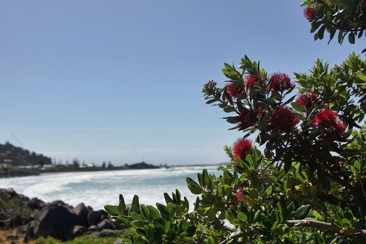 A coastal scene featuring vibrant red flowers in foreground with a sandy beach and ocean waves in the background under a clear blue sky.
