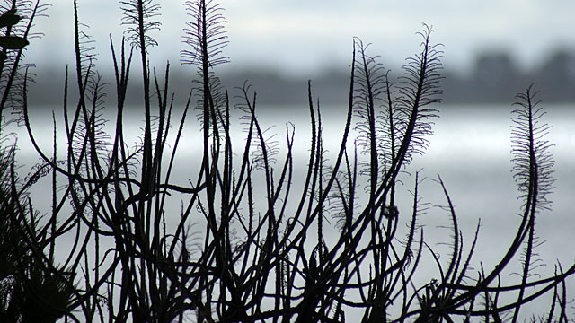 Plant at the&nbsp;Estuary