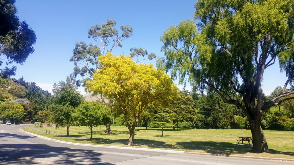 Tree in Ferrymead&nbsp;Reserve
