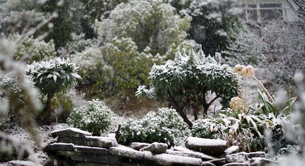 A winter scene showing a garden covered in snow, with shrubs and plants partially obscured by the snowfall.