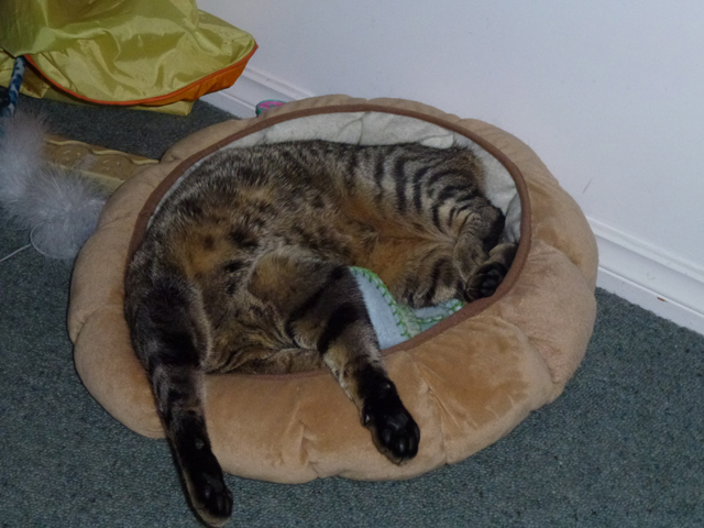 The adventures of Sammy – The headless&nbsp;cat!