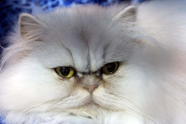 Cat Show – Longhair Cat Breeders&nbsp;Association
