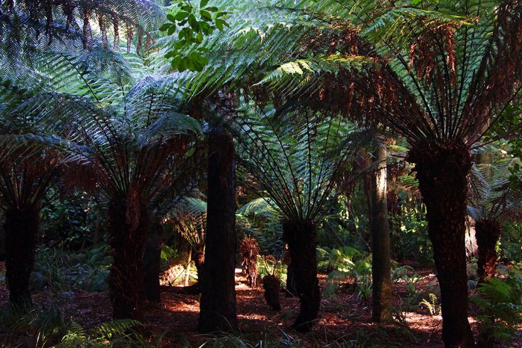 Pungas in the Botanic&nbsp;Gardens