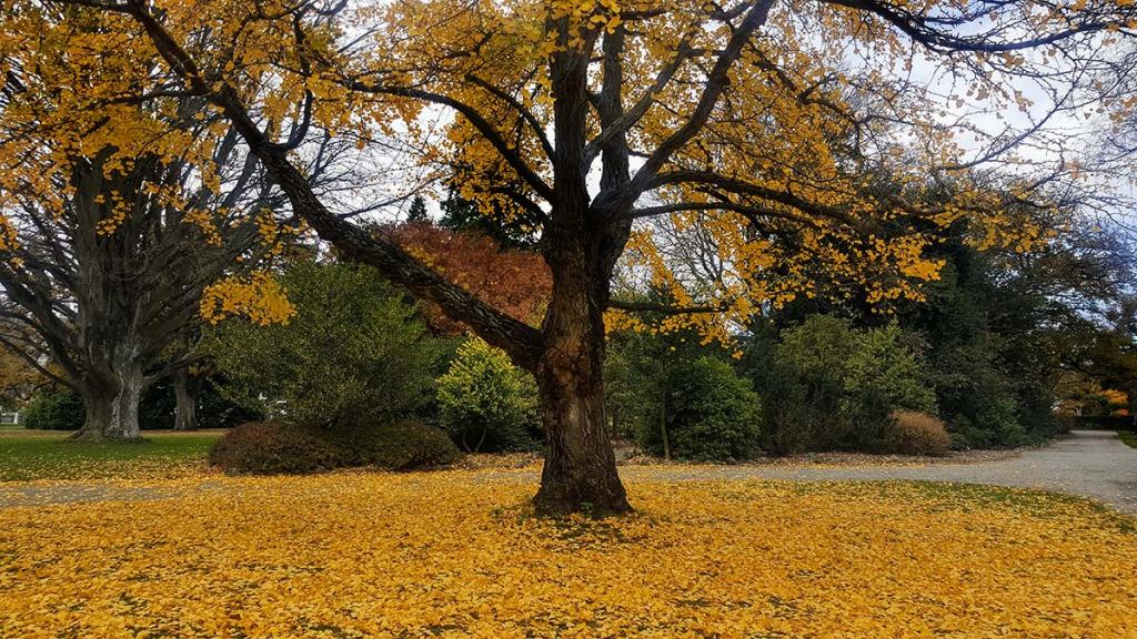 A carpet of yellow&nbsp;leaves