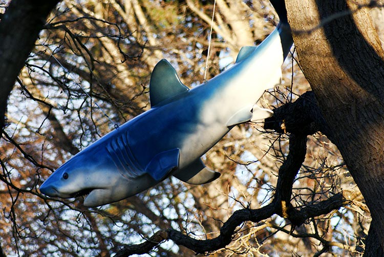 Shark in a Tree, Botanic&nbsp;Gardens