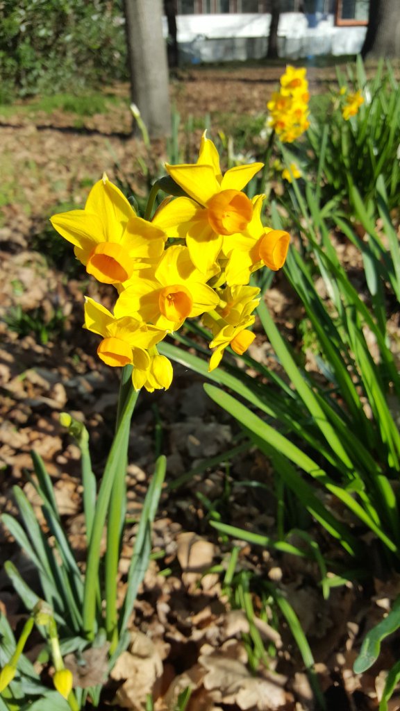 Jonquils flowering in Hagley&nbsp;Park