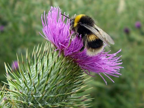 Bumble Bee on&nbsp;Thistle