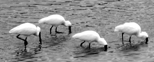 Two kingfishers, a blackbird and some unidentified waders in Heathcote&nbsp;River