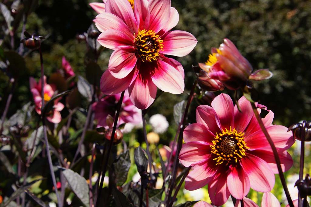 Dahlias in the Christchurch Botanic&nbsp;Gardens