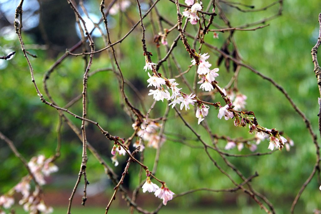 Early Blossom in the&nbsp;Gardens