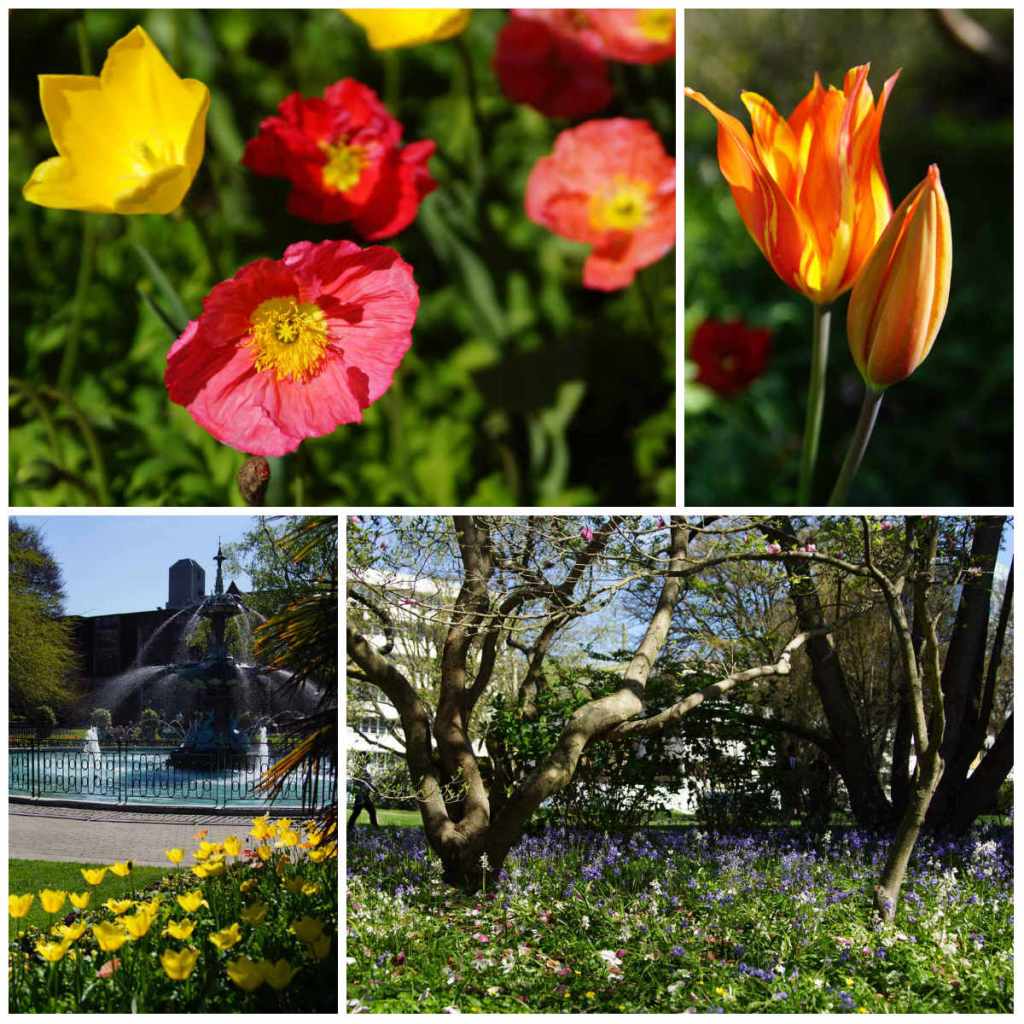 Spring Flowers in the Botanic&nbsp;Gardens