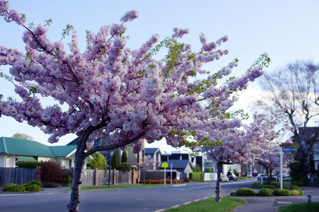 Merivale Lane, Pretty in Pink&nbsp;Blossoms