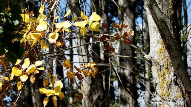 Autumn Colours at the&nbsp;Groynes