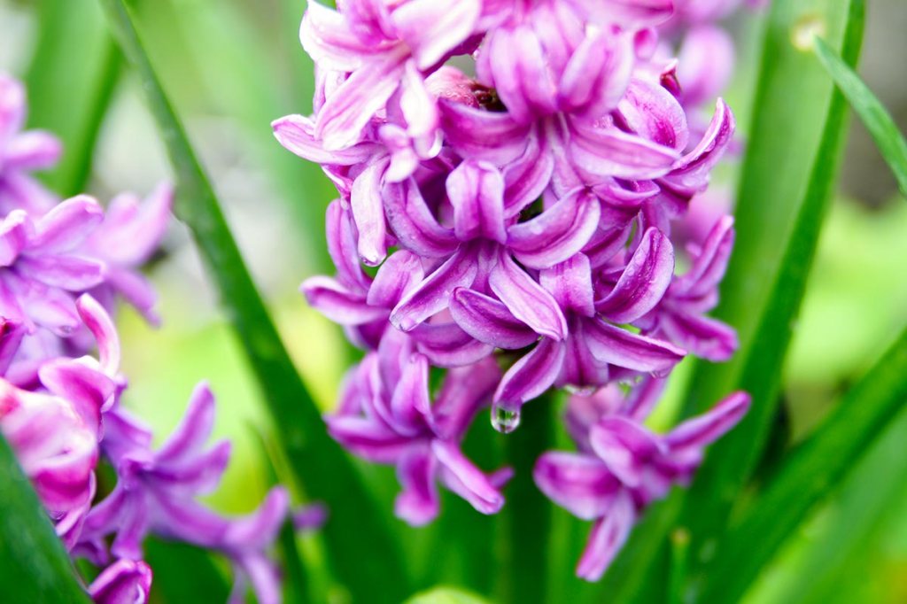 Hyacinth in my&nbsp;Garden