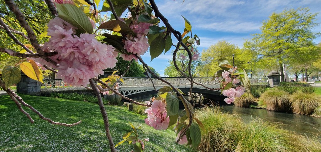 Blossom tree in Victoria&nbsp;Square
