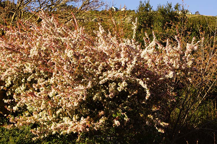 Blossom on Bridle Path&nbsp;Road