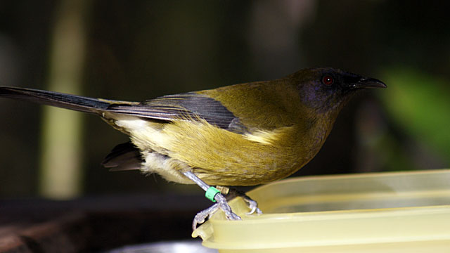 New Zealand Bellbird&nbsp;(Korimako)