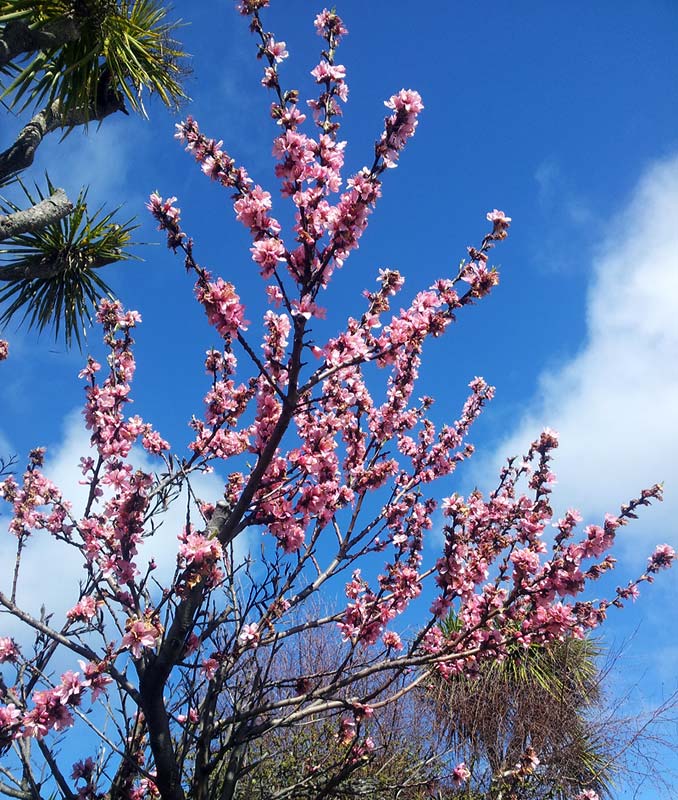 There’s blossom, it must be nearly&nbsp;Springtime