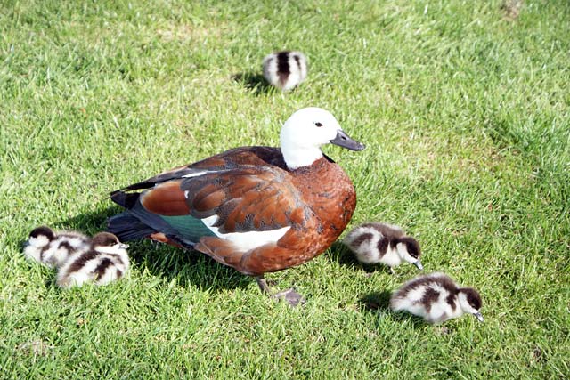 Paradise Mother Duck with&nbsp;Ducklings