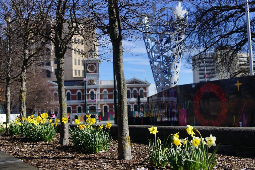 Daffodils in Cathedral&nbsp;Square