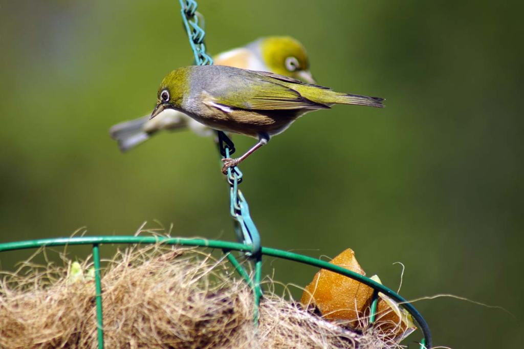Waxeye in my&nbsp;Garden