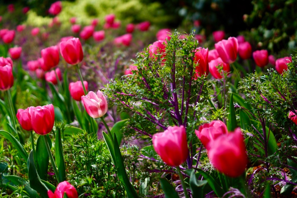 Stunning pink tulips at Mona Vale&nbsp;Gardens