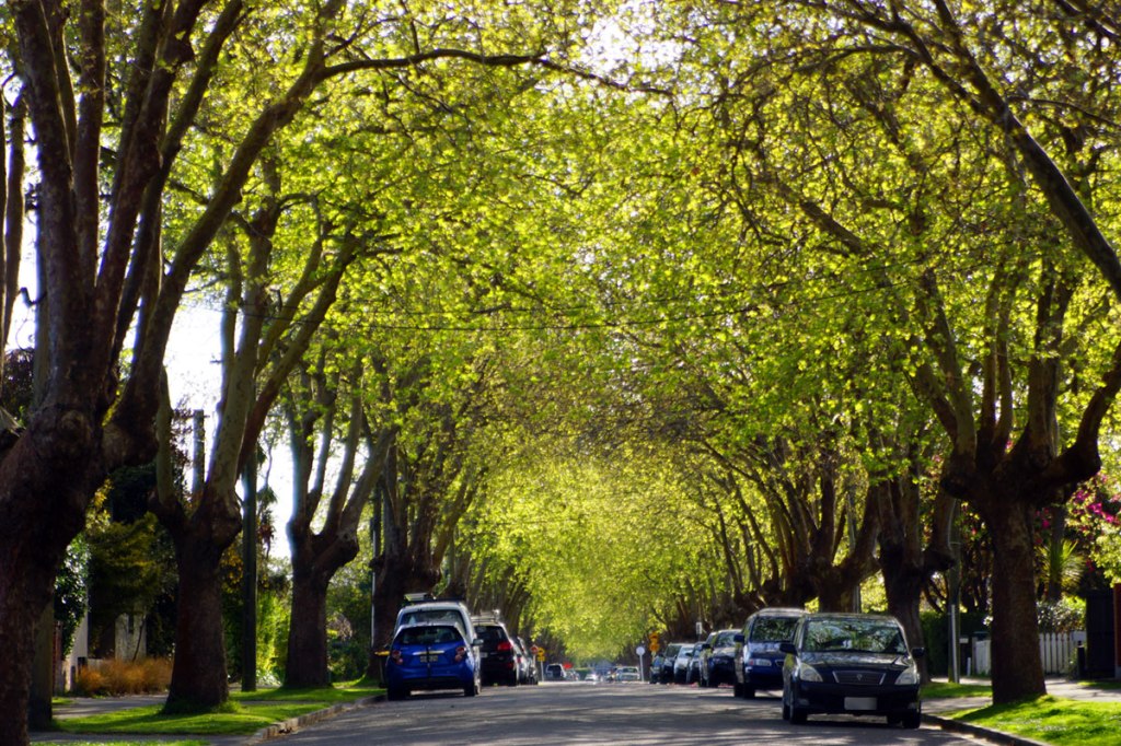 Trees on Fisher Avenue in&nbsp;Beckenham
