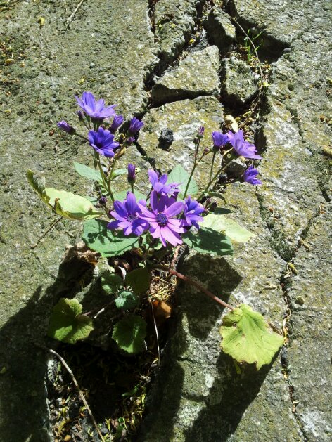 Flowers through the&nbsp;crack