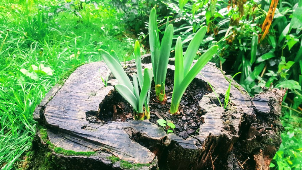 Tree stump daffodils