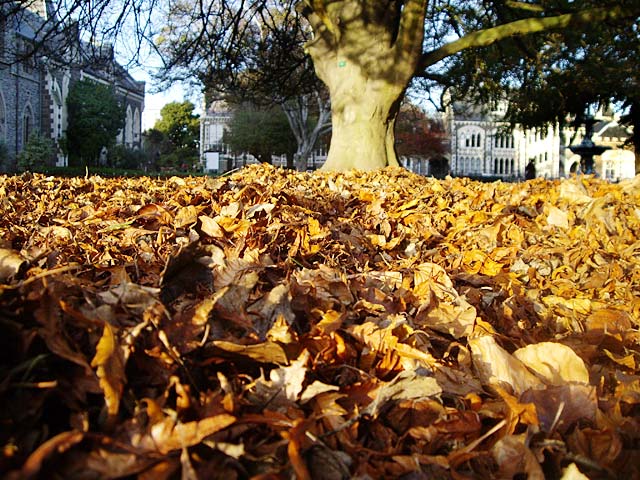 Autumn Leaves Hagley&nbsp;Park