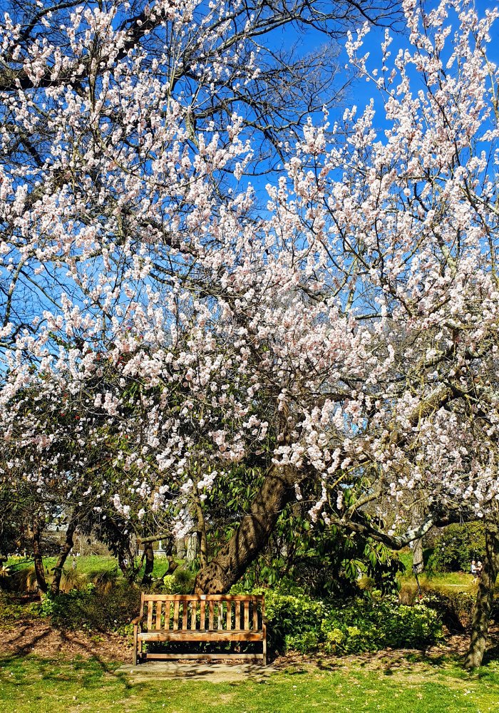 Blossom tree in the Botanic&nbsp;Gardens