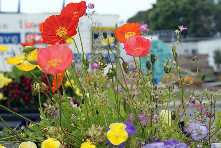 Poppies Flowering in&nbsp;Sydenham