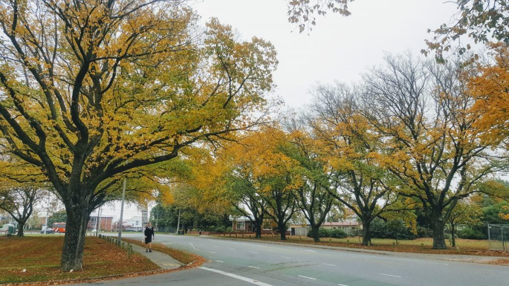 Autumnal Trees on New Brighton&nbsp;Road