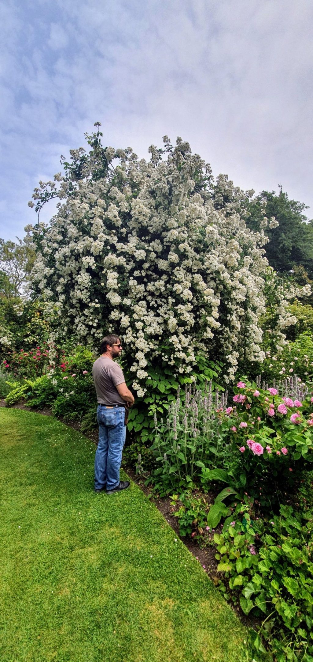 Heritage Rose Garden