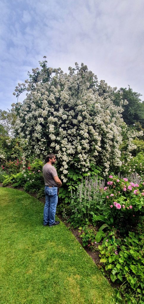 Heritage Rose Garden