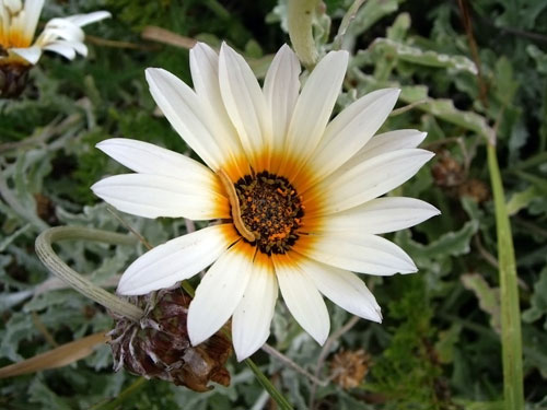 Caterpillar on Gazania&nbsp;Flower
