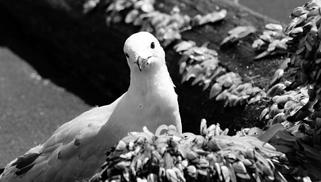 A close-up image of a seagull surrounded by a log covered in shellfish, with the seagull looking directly at the camera.
