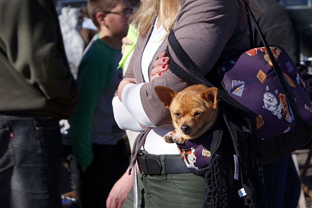 Doggy first class&nbsp;travel
