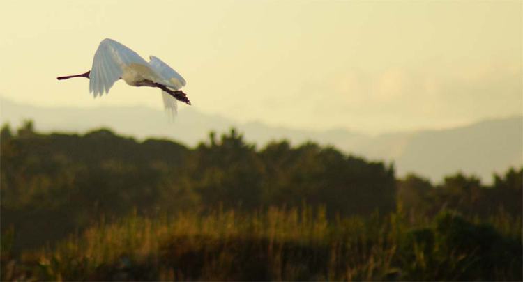 A Royal Spoonbill flying above a lush landscape during sunset, with soft golden light illuminating the scene.