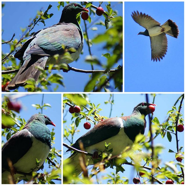 collage-wood-pigeon