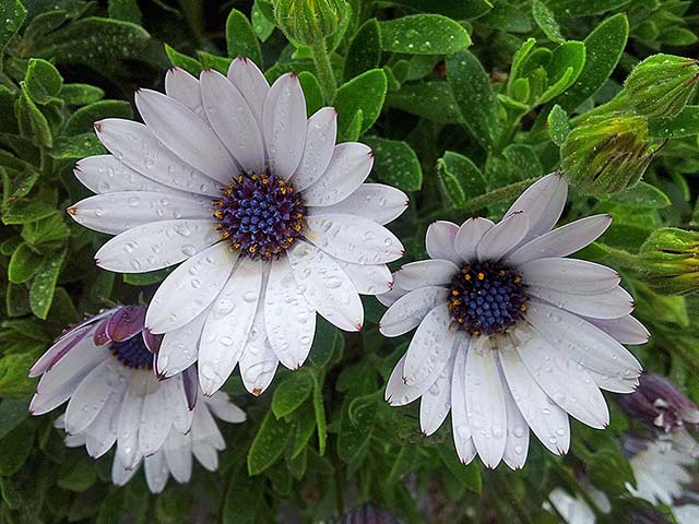 Flower in the&nbsp;Rain