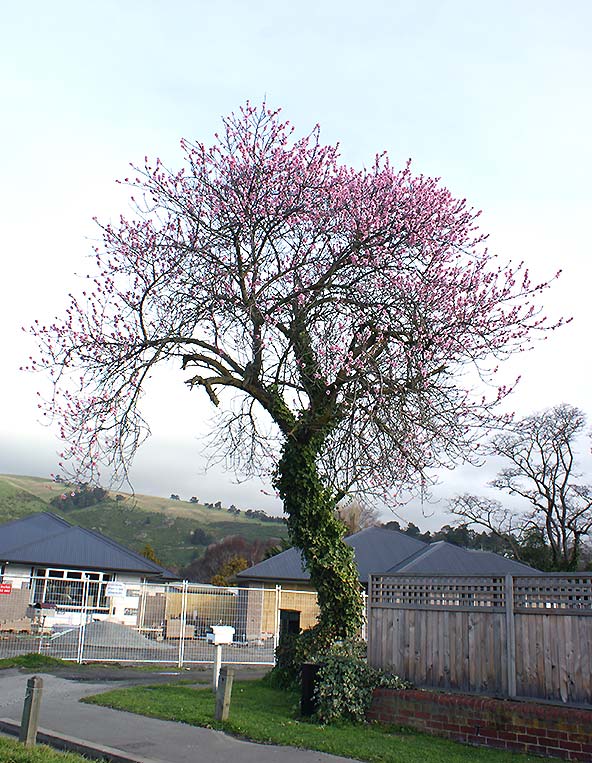 Blossom Tree on Opawa&nbsp;Road